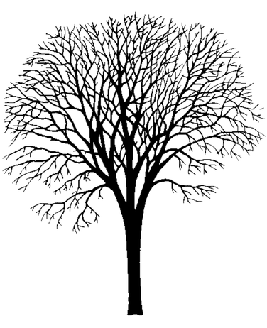 A graphic of a white elm tree.
