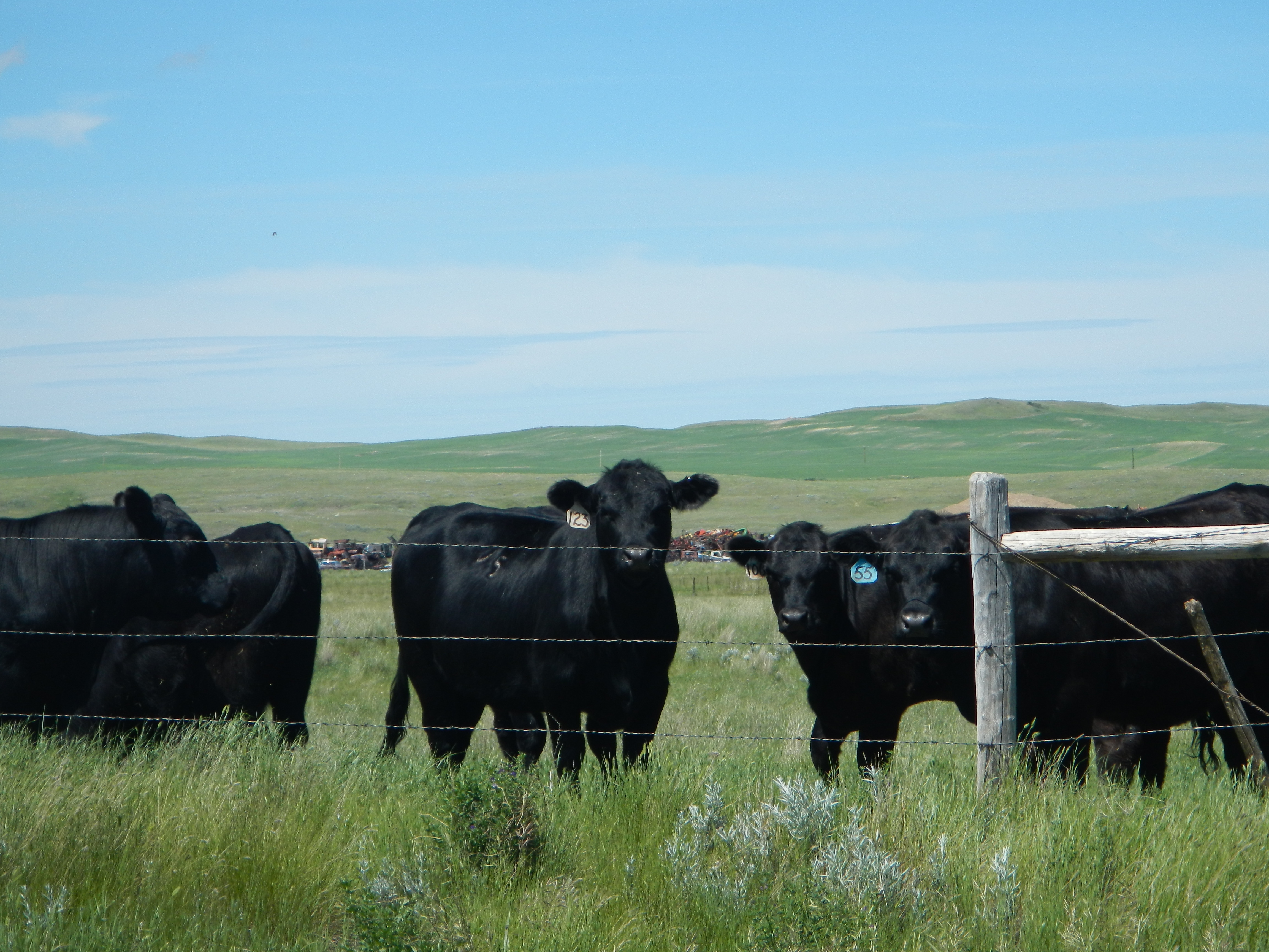 SGEU members at Livestock Services of Saskatchewan ratify first contract